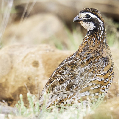 Data Centers & Quail Collision?